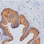 PSA Antibody in Immunohistochemistry (Paraffin) (IHC (P))