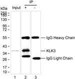 PSA Antibody in Immunoprecipitation (IP)