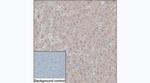 alpha-1 Microglobulin Antibody in Immunohistochemistry (Paraffin) (IHC (P))