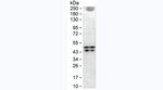 alpha-1 Microglobulin Antibody in Western Blot (WB)