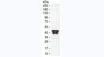 alpha-1 Microglobulin Antibody in Western Blot (WB)