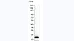 Cardiac Troponin I Antibody in Immunohistochemistry (Paraffin) (IHC (P))