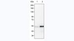 GATA3 Antibody in Western Blot (WB)