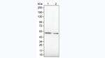 GATA3 Antibody in Western Blot (WB)