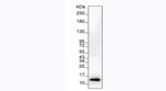 IL-8 (CXCL8) Antibody in Western Blot (WB)