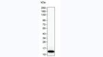 IL-8 (CXCL8) Antibody in Western Blot (WB)