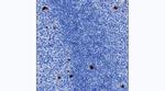 Human IgG4 Antibody in Immunohistochemistry (Paraffin) (IHC (P))