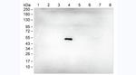 Human IgG4 Antibody in Western Blot (WB)