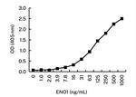 ENO1 Antibody in ELISA (ELISA)