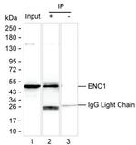 ENO1 Antibody in Immunoprecipitation (IP)