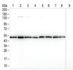 ENO1 Antibody in Western Blot (WB)