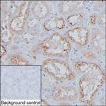 Cystatin C Antibody in Immunohistochemistry (Paraffin) (IHC (P))