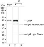 AFP Antibody in Immunoprecipitation (IP)