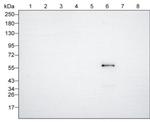 Human IgG3 Antibody in Western Blot (WB)