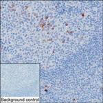 Human IgG Antibody in Immunohistochemistry (Paraffin) (IHC (P))