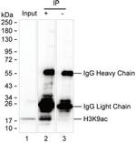 H3K9ac Antibody in Immunoprecipitation (IP)