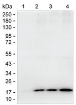 H3K9ac Antibody in Western Blot (WB)