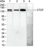 CTCF Antibody in Western Blot (WB)