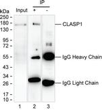 CLASP1 Antibody in Immunoprecipitation (IP)