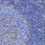 Human IgG Antibody in Immunohistochemistry (Paraffin) (IHC (P))