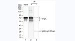 Fibrinogen Antibody in Immunoprecipitation (IP)