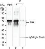 Fibrinogen alpha chain Antibody in Immunoprecipitation (IP)