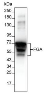 Fibrinogen alpha chain Antibody in Western Blot (WB)