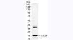 G-CSF Antibody in Western Blot (WB)