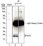 FGF2 Antibody in Immunoprecipitation (IP)