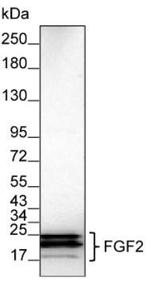 FGF2 Antibody in Western Blot (WB)