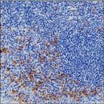 Human IgG Antibody in Immunohistochemistry (Paraffin) (IHC (P))