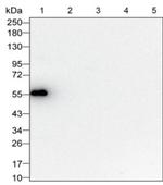 Human IgG Antibody in Western Blot (WB)