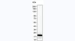 IL-11 Antibody in Western Blot (WB)