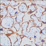 Growth Hormone Antibody in Immunohistochemistry (Paraffin) (IHC (P))