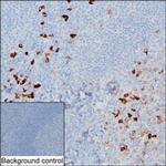 Human IgA Antibody in Immunohistochemistry (Paraffin) (IHC (P))