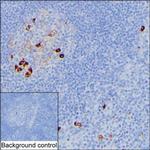 Human IgM Antibody in Immunohistochemistry (Paraffin) (IHC (P))