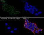 RAB3A Antibody in Immunocytochemistry (ICC/IF)
