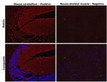 RAB3A Antibody in Immunohistochemistry (Paraffin) (IHC (P))