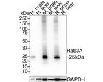 RAB3A Antibody in Western Blot (WB)