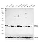 RAB3A Antibody in Western Blot (WB)