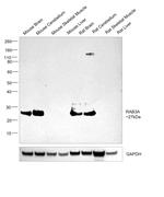 RAB3A Antibody in Western Blot (WB)