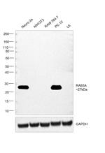 RAB3A Antibody in Western Blot (WB)