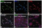 HCLS1 Antibody in Immunocytochemistry (ICC/IF)