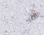 HCLS1 Antibody in Immunohistochemistry (Paraffin) (IHC (P))