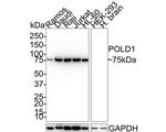 HCLS1 Antibody in Western Blot (WB)