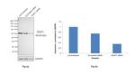 KEAP1 Antibody in Western Blot (WB)