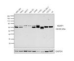 KEAP1 Antibody in Western Blot (WB)