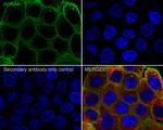 AHNAK Antibody in Immunocytochemistry (ICC/IF)