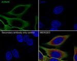 AHNAK Antibody in Immunocytochemistry (ICC/IF)