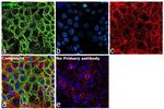 AHNAK Antibody in Immunocytochemistry (ICC/IF)